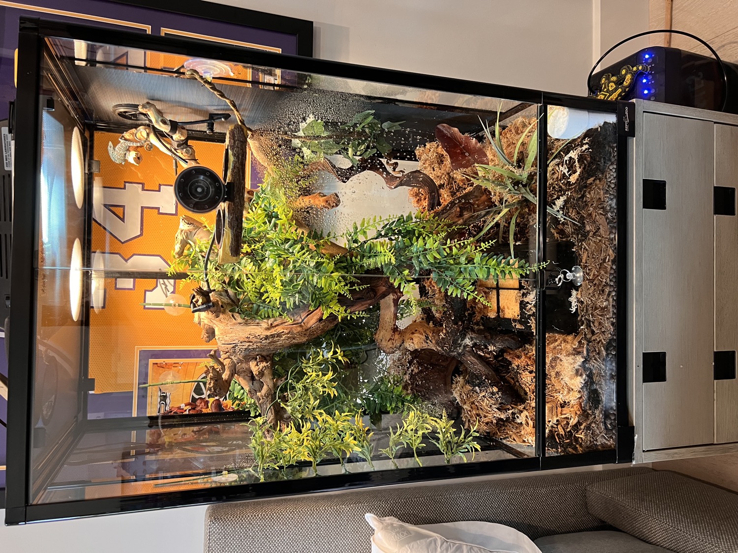 Tall bioactive enclosure planted with pothos and driftwood climbing routes, home to a blue spotted tree monitor