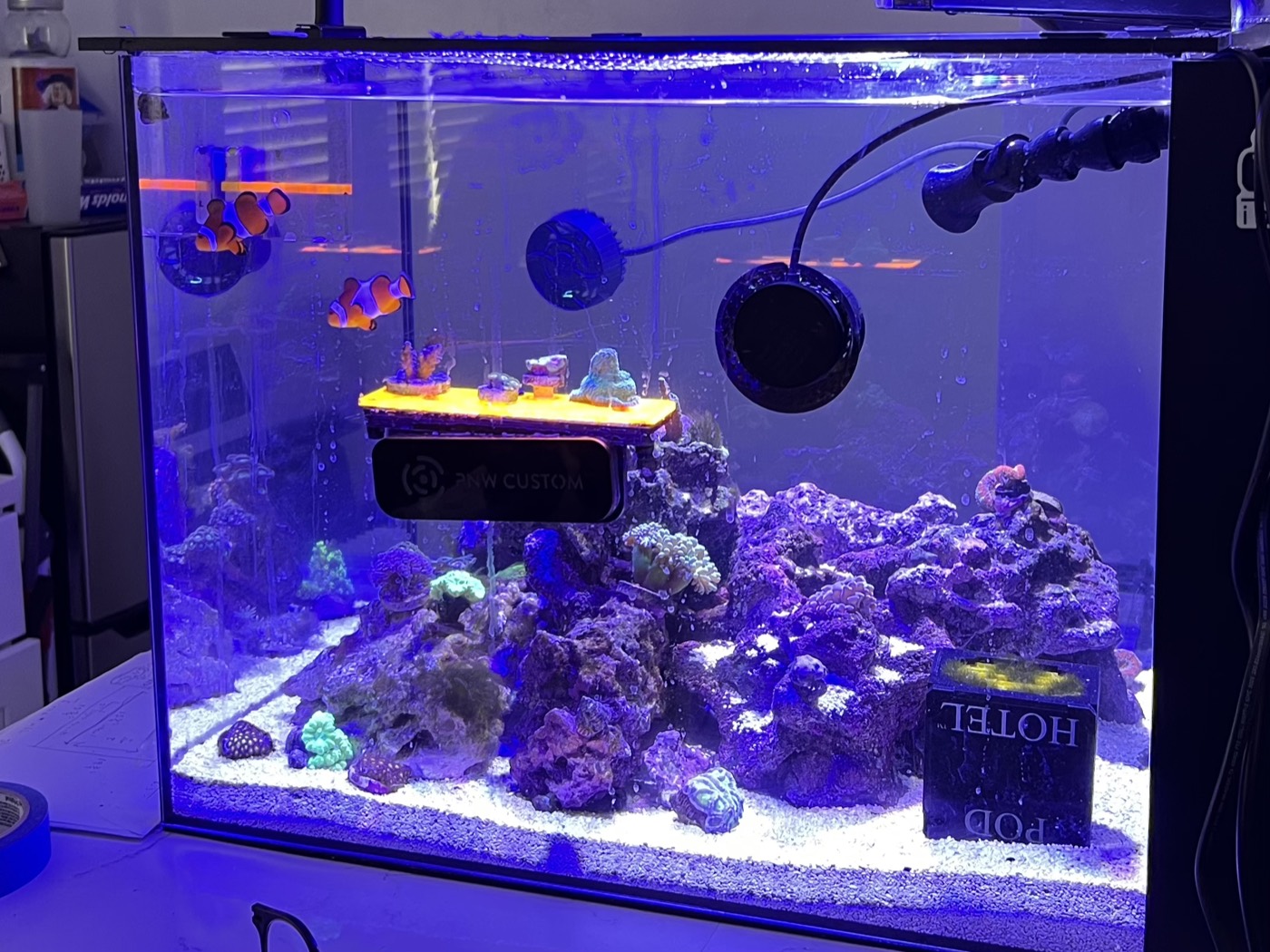 Nano saltwater reef aquarium lit with blue LED, live rock covered in corals with a clownfish