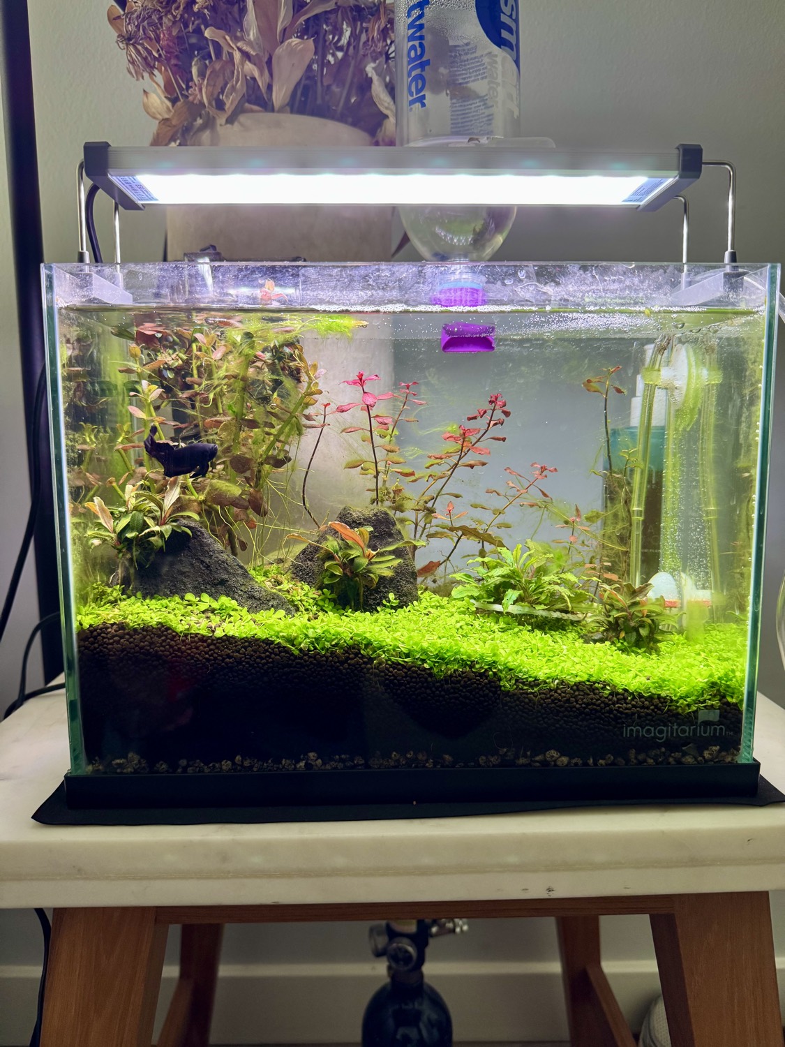High-light planted nano aquarium with a green carpet, red stem plants, and lava rock hardscape, home to a betta