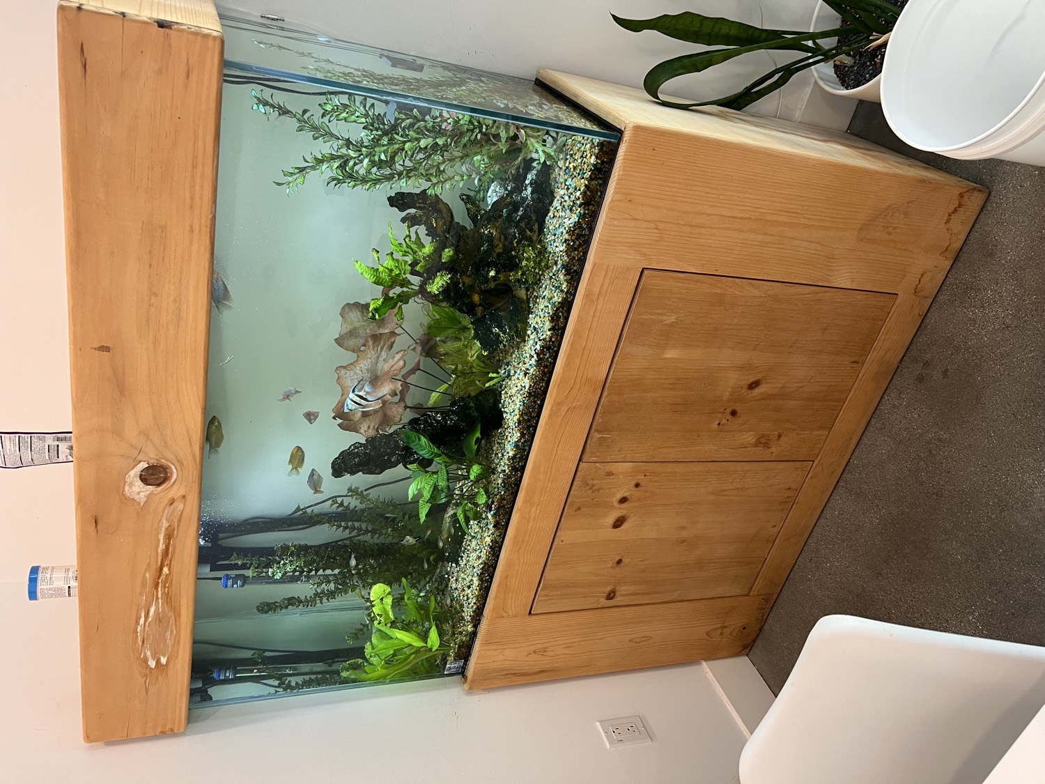 The same 55-gallon aquarium restored to a clear, lush planted community tank with angelfish
